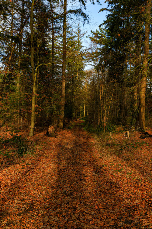 Autumn forest path 23/? - Brabantse Vennenpad, The Netherlands, December 2020photo by nature-hiking