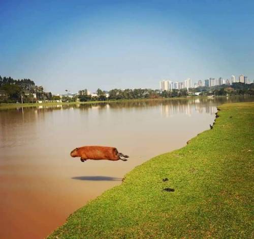 monkeyfrog: merhaskell: he’s got important capybara shit to do  This photo makes me unrea