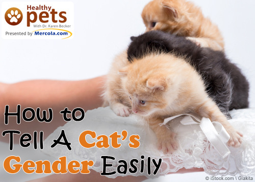 Dr Mercolas Natural Health Tips — How To Tell A Cats Gender Easily 