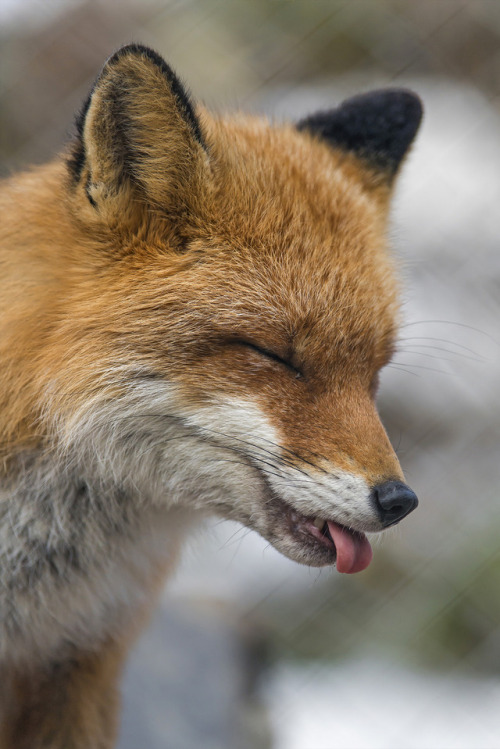 souhailbog:  Funny Fox Showing Tongue By Tambako | More