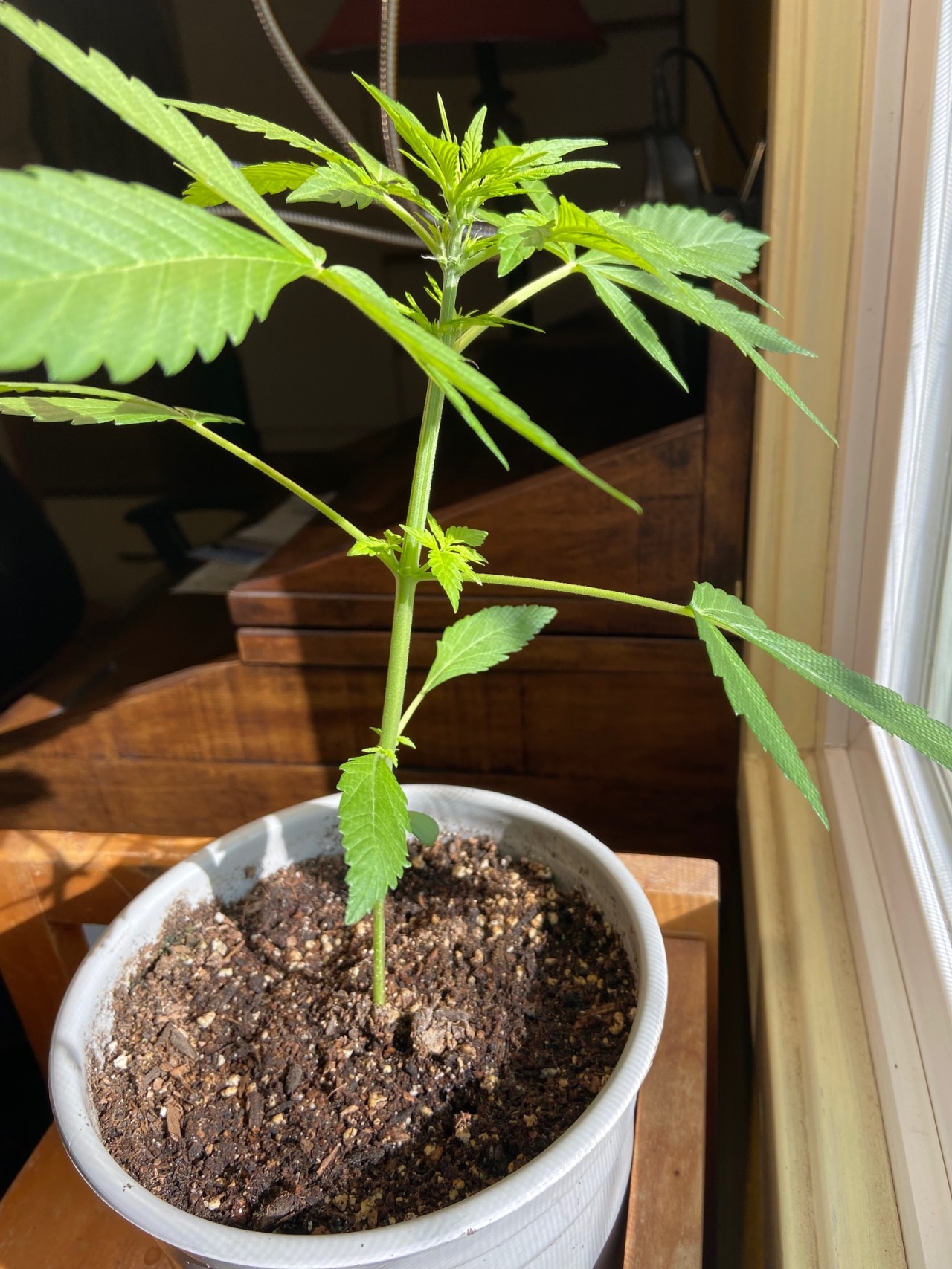 Wow!  A growth spurt!  Hindu Kush Ruderalis.  34 days from seed.  Planted on the shortest day of the year.  Harvest on the 12-12 spring equinox. Grown in natural light in a south window. #hindu kush#cannabis#ruderalis#autoflower