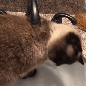 catsuggest:  Maxine is still learning how to drink from the sink.