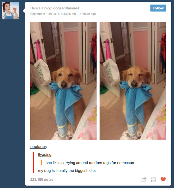 poptarter:  TUMBLR LITERALLY JUST RECOMMENDED ME MY OWN FUCKING DOG 