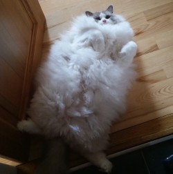 tastefullyoffensive:  Cat or cloud?