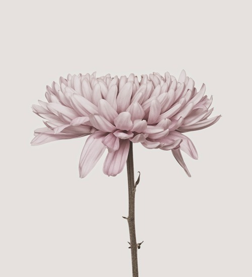 floralls: Chrysanthemum by  Bettina Güber