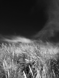 streetiphoneography:  Silence in the grass 