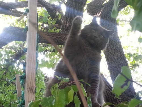 catsamazing:My cat waves to me from his tree house.