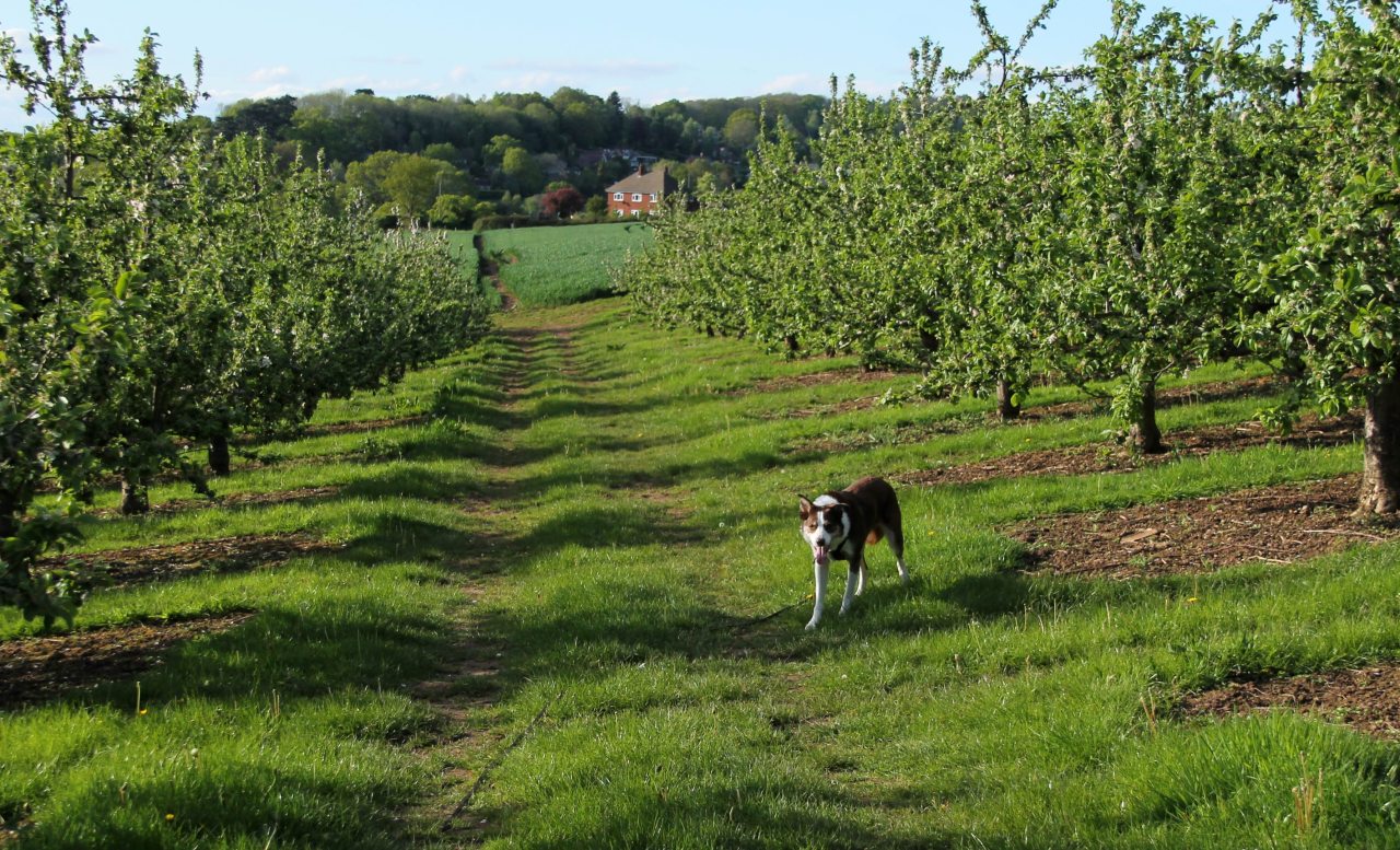 17th May Sunshine!!  Today Barney yelled at me until I let him come with us to the  but the poor guy was pretty stiff &...