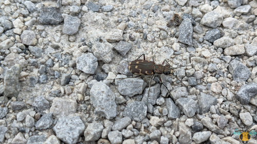  Cicindelinae Twelve-Spotted Tiger Beetle - Cicindela duodecimguttataHappy Lunar New Year! It’s not 