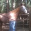 diaries-of-a-horse