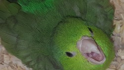 beakybirds:  she scream 