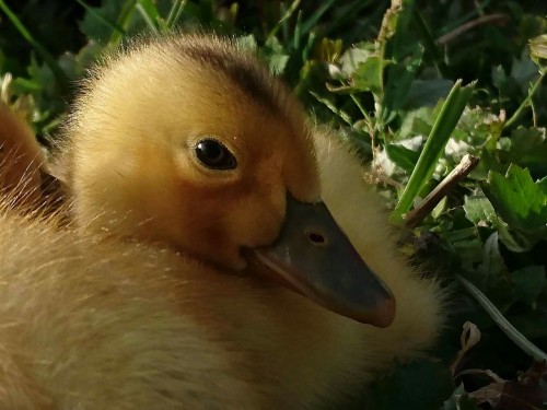 ducklingcentral: noivern: babbies babbies.