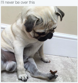 babyanimalgifs:  more animal posts?