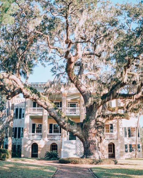 historyinhighheels:My favorite part about living in the Deep South? The Southern live oak trees drip