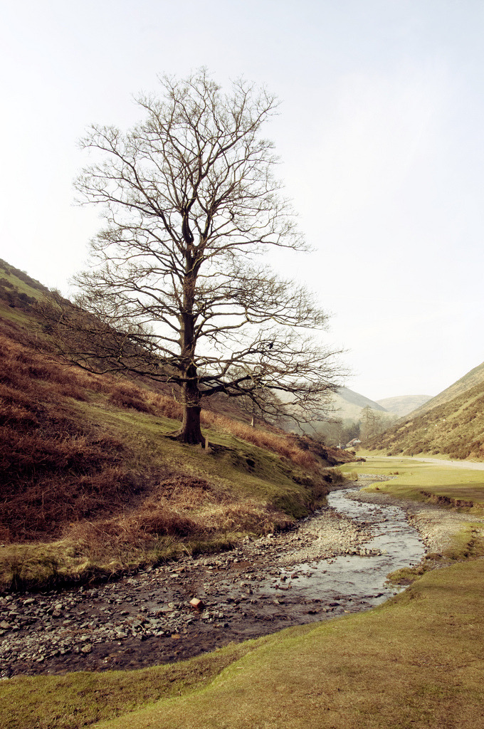 8birds:  Shropshire Tree (by James Patrick Lloyd)