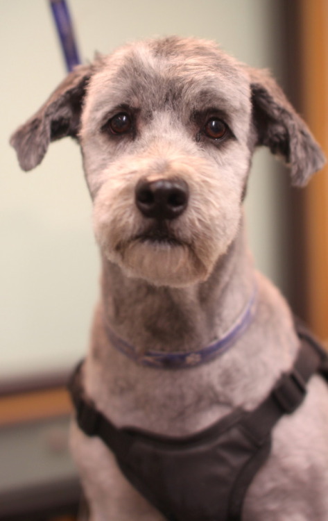Tico, mixed breed