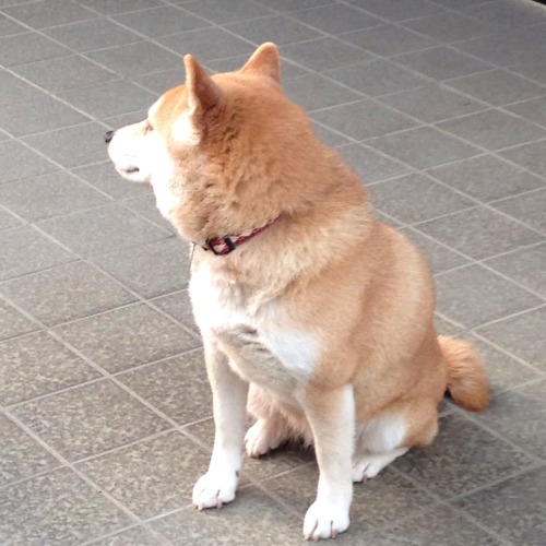 oage:  ふんふん 