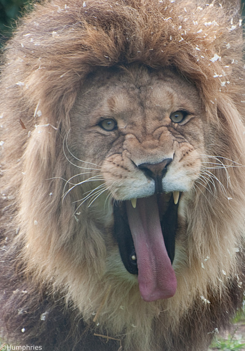 jaws-and-claws:   	Linton Zoo: Lion by Chris Humphries    	Via Flickr: 	