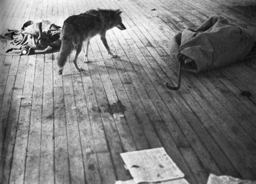 Joseph Beuys. I Like America and America Likes Me, 1974. Photo documentation by Caroline Tisdall.