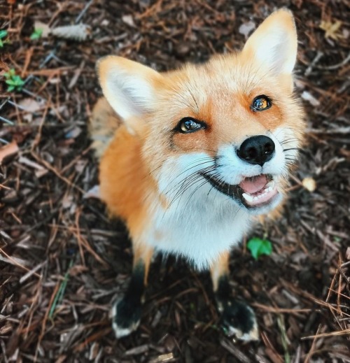 Ahhh so beautiful Juniper the Fox