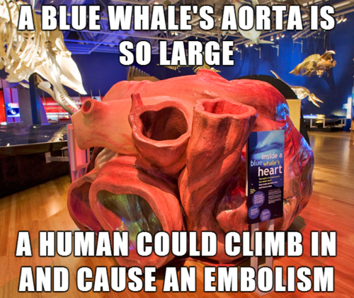tastefullyoffensive:  Scientifically Unproven Facts [via]Previously: Amazing Ocean
