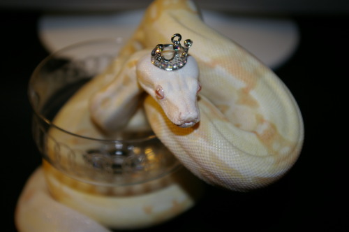cake-the-snake:  I AM QUEEN. 
