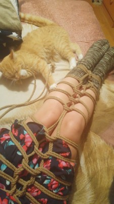 ropedisco:  ropedisco: When Kitten wont leave your ropes alone ♡ I like this pattern alot! Kinda reminds me of knitting~   ~ RopeDisco ♡     Follow me on Twitter: RopeDisco