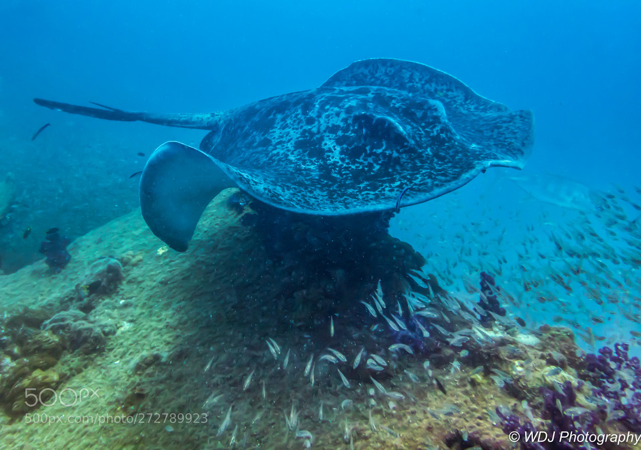 socialfoto:Marble Ray Marble Ray surveys his domain on the wreck of the SS Yongala,