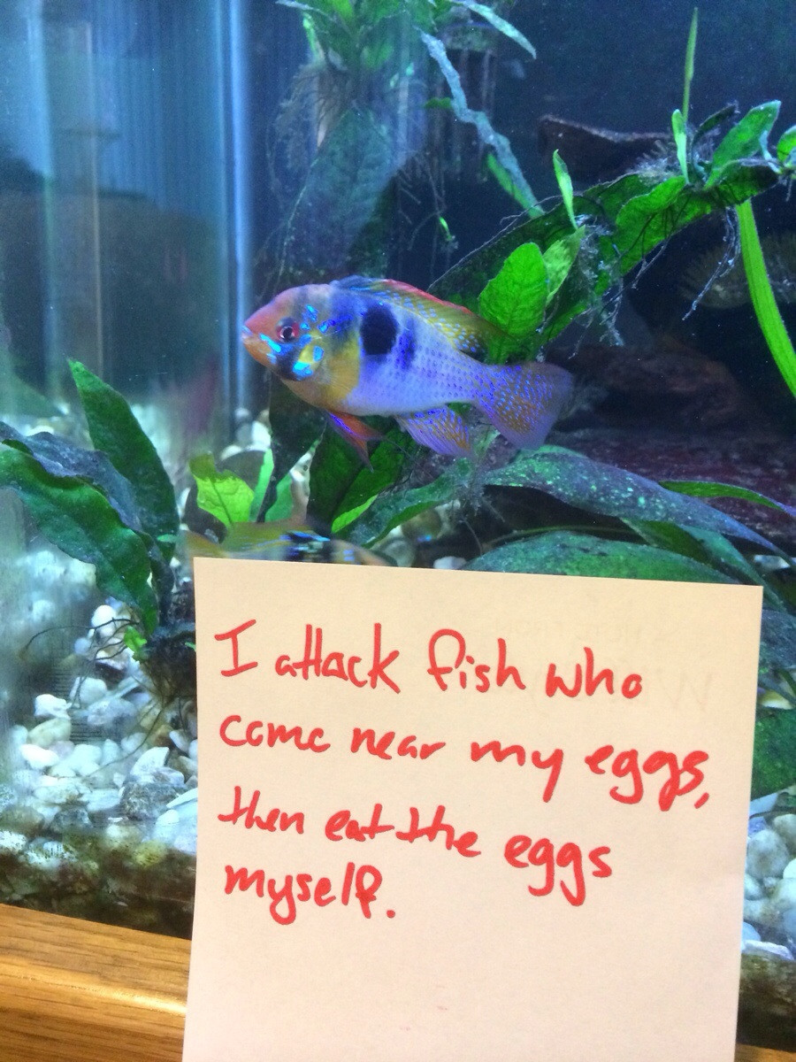 azaraampora:  modestdemidov:  robinistall:  fish shaming [x]  jesus christ i’ve