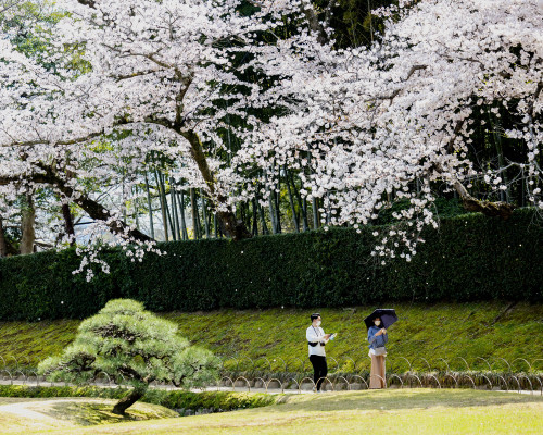 桜の園