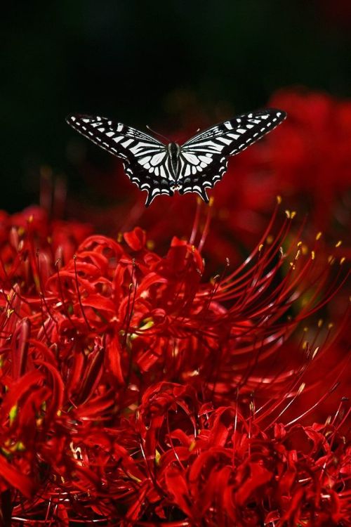 daphnean-dauphine: lifeisverybeautiful:  Red Spider Lily Chikako Yagi via TOKYOCAMERACLUB  @gotosexu