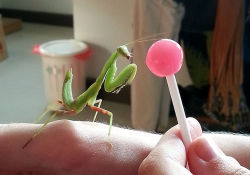 alltailnolegs:  broliloquy:  painted-bees:  Penh was eyeing up my lollipop something fierce.  Expecting her to be repelled by it, I let her check it out.She wiggled her antennae all over it before shoving her face right into it with the fervor of a five-y