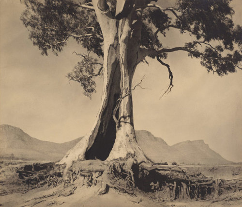 nobrashfestivity: Harold Cazneaux, Spirit of Endurance, 1937Silver gelatin print