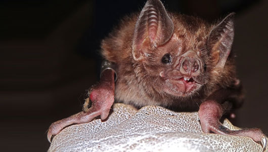 Why killing vampire bats won’t stop the spread of rabies
The key to controlling rabies in populations of vampire bats in Latin America requires meticulous geographic coordination, new research suggests.