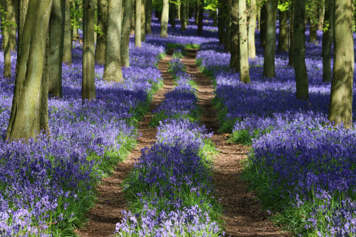 wanderthewood:  Dockey Wood, Hertfordshire, England by Shooting Fifty