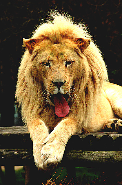 wavemotions:  Wildlife Heritage Foundation White Lion 5 by sparky4072