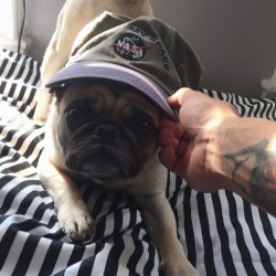 crucialburger:  My lil pug rocking my hat better than I do