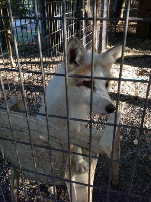 I also met these cute arctic foxes! They were so friendly! We have them eggs and they made little ha