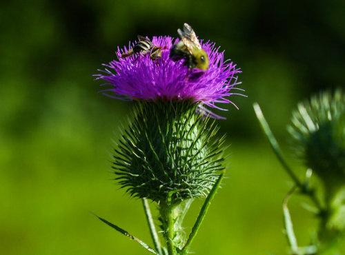                                 Bull Thistle or Spear Thistle                                       