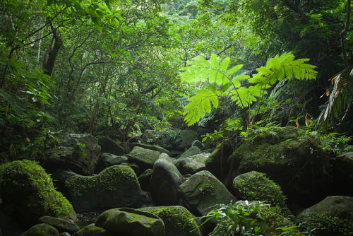 Light through rainforest canopy, Japan, Iriomote of Okinawa by Ippei &amp; Janine Naoi on Flickr