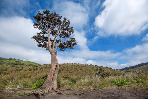 Lonely tree in Horton Plains by oskanov