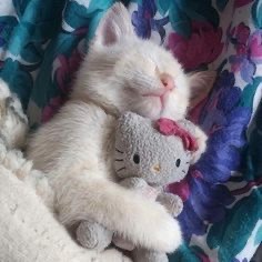 nendroidzz:so are you the cat or the hello kitty plush in the relationship?