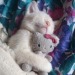 nendroidzz:so are you the cat or the hello kitty plush in the relationship?