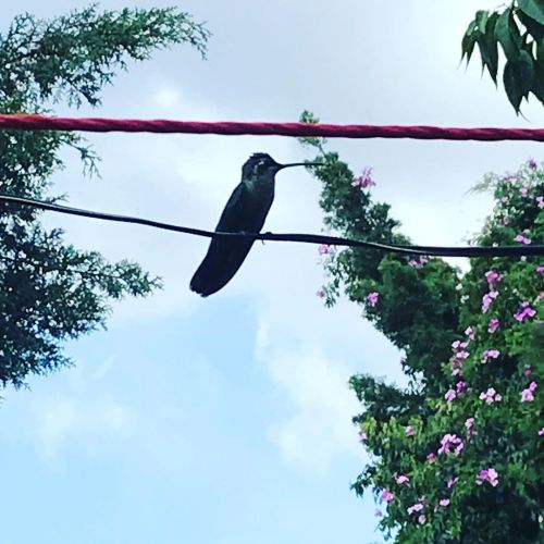 Suerte #goodlock colibrí posa para mi (en Independencia, Villa Nicolás Romero) https:/