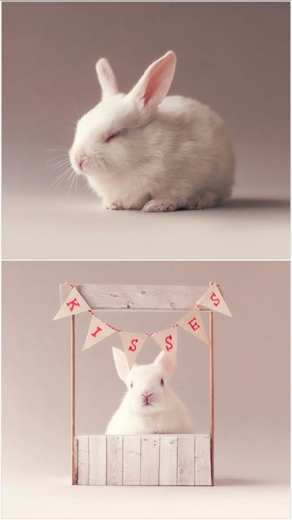 lolawashere:I Did A Newborn Photo Shoot With My Baby Bunny