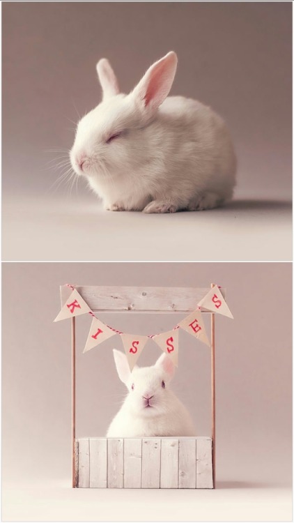 lolawashere:I Did A Newborn Photo Shoot With My Baby Bunny @mothsplaining