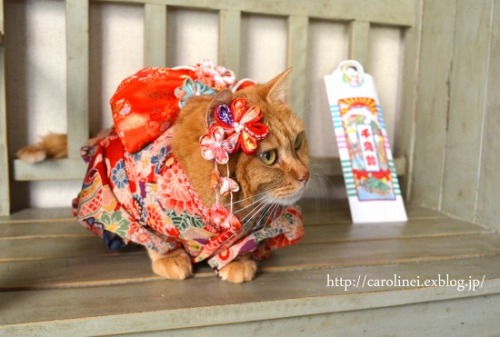 violetprince:Apelila, a gorgeous orange tabby from Tokyo, Japan, models beautiful handmade kimonos and yukatas made by her owners, Caroline and Laura. ❤