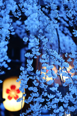 bluepueblo:  Cherry Blossom Night, Kyoto, Japan photo via besttravelphotos 