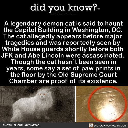 kayas-wife:sonic06apologist:did-you-know:A legendary demon cat is said to haunt the Capitol Building