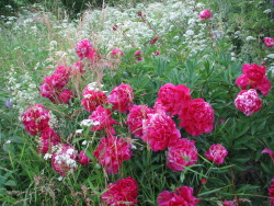 glaered:  visited my grandma, her garden